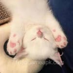 سلمان عرشاد